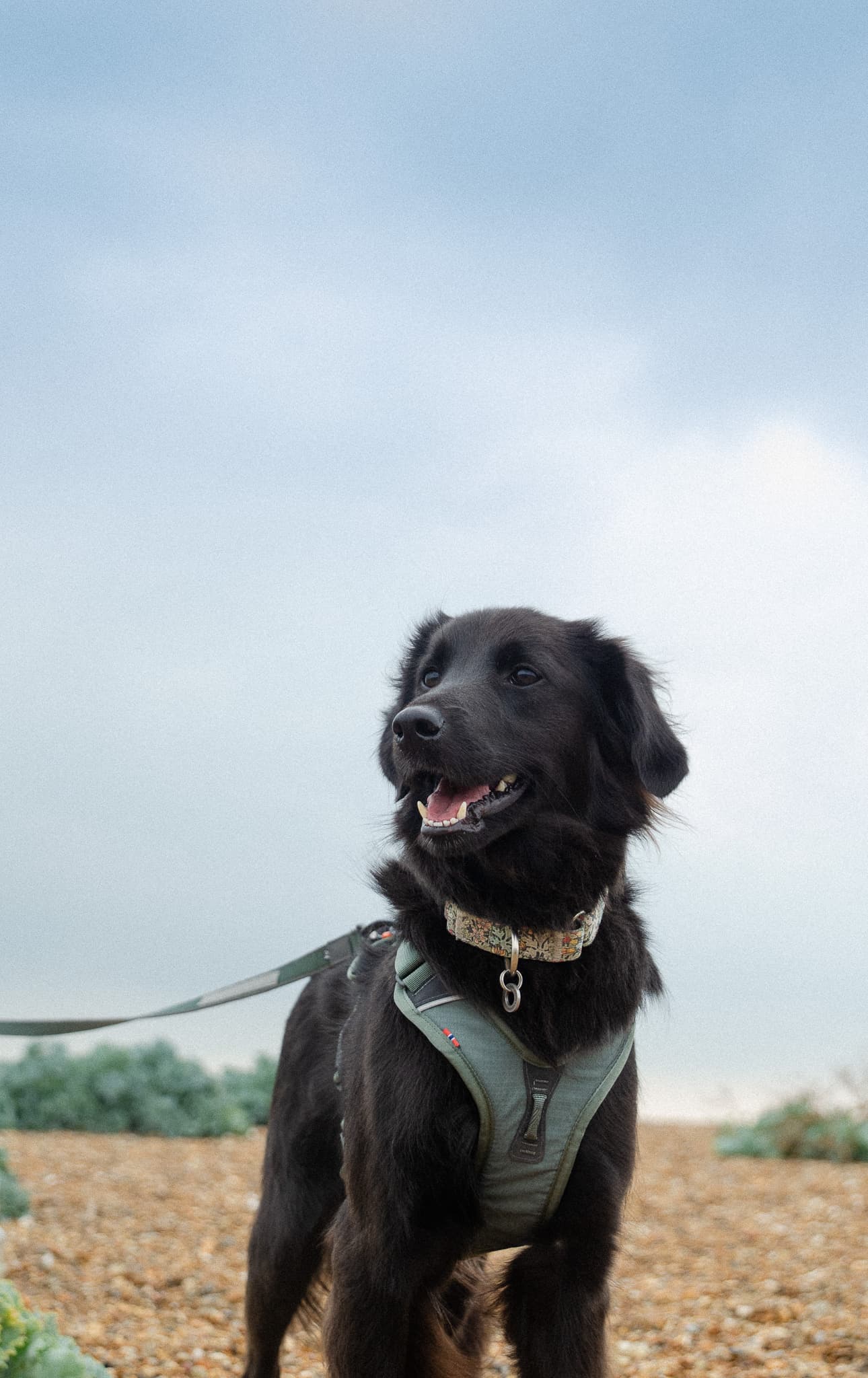 Happy dog