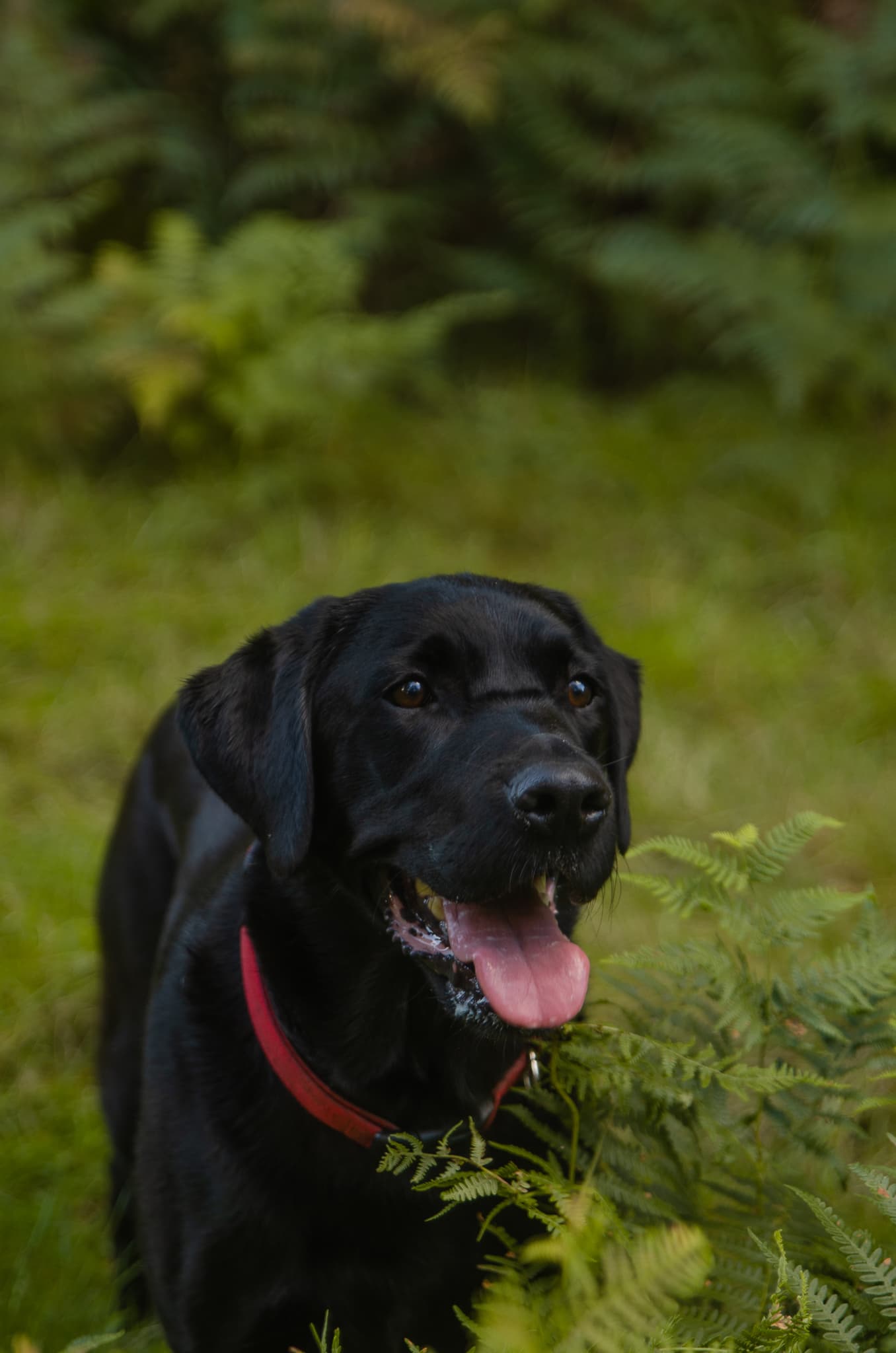 Dog in nature