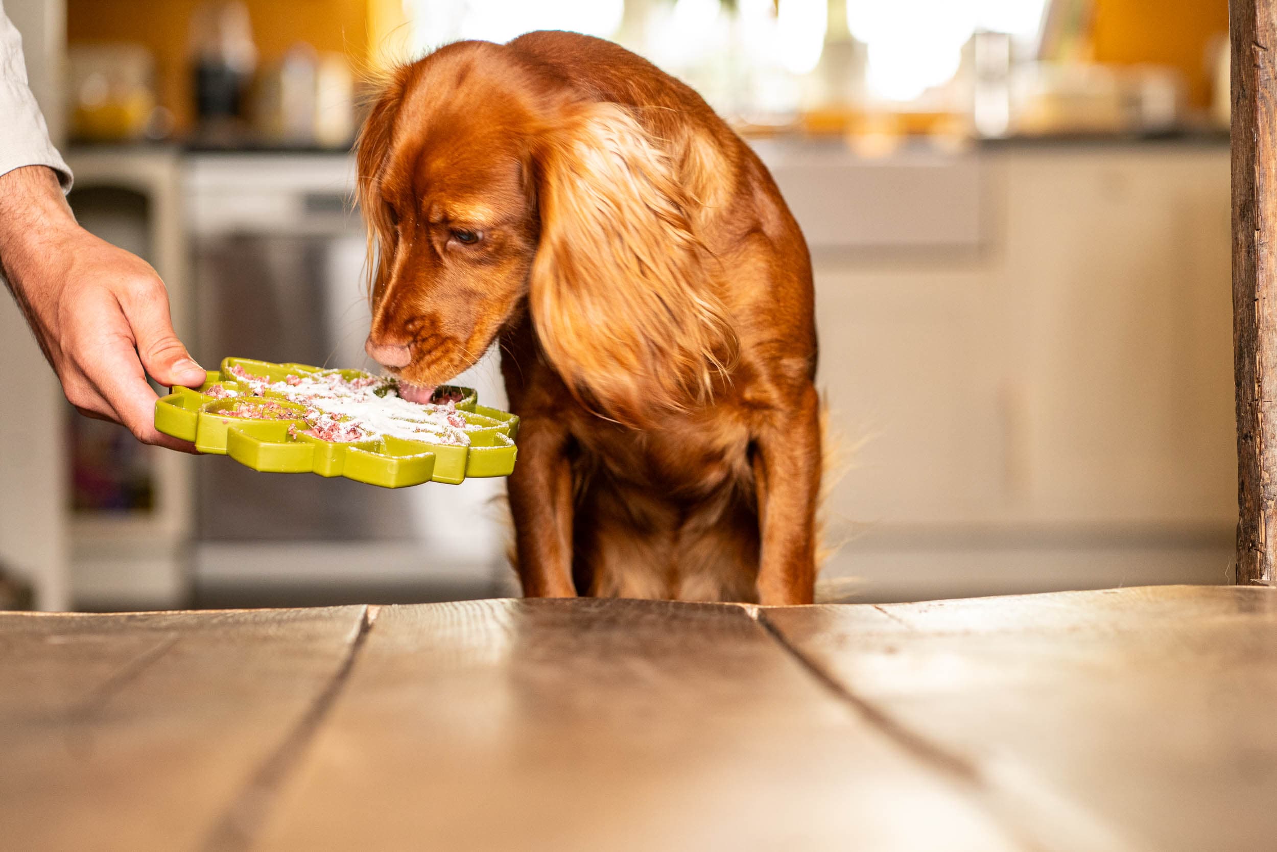 Dog eating properly